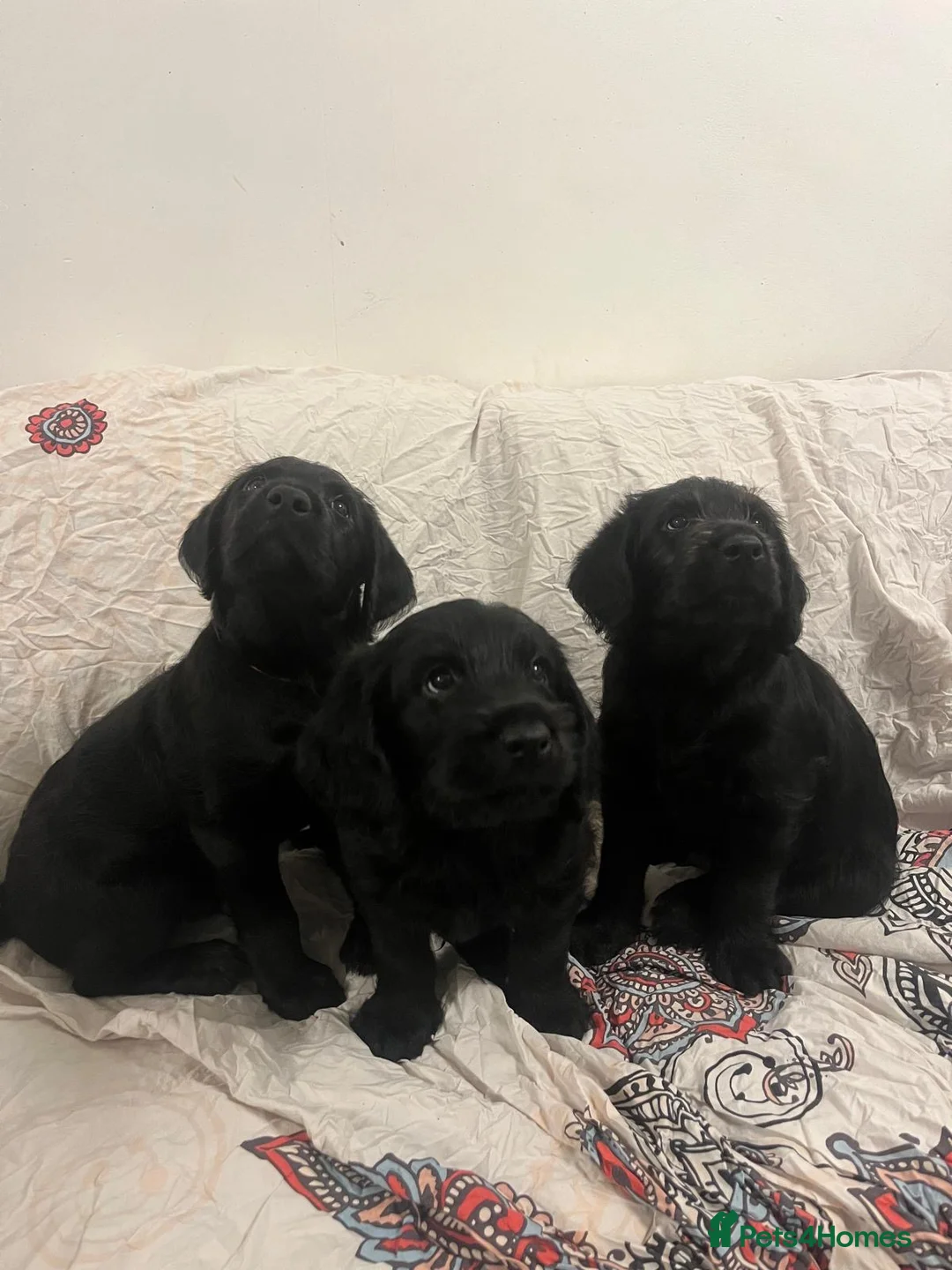 Labradoodle dogs for sale: PRICE DROP FOR LAST 2 Lovely Labradoodle pups! 🐶  - Advert 3