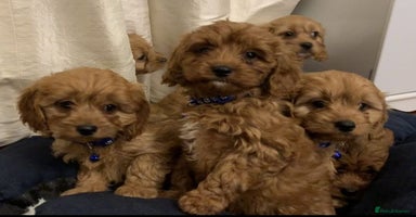 Cavapoo dogs - Advert 5