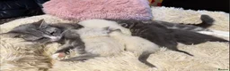 Ragdoll cats for sale: Adorable Ragdoll X Kittens - Advert 3