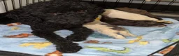 Toy Poodle dogs for sale: Toy Poodle Puppies  - Advert 17