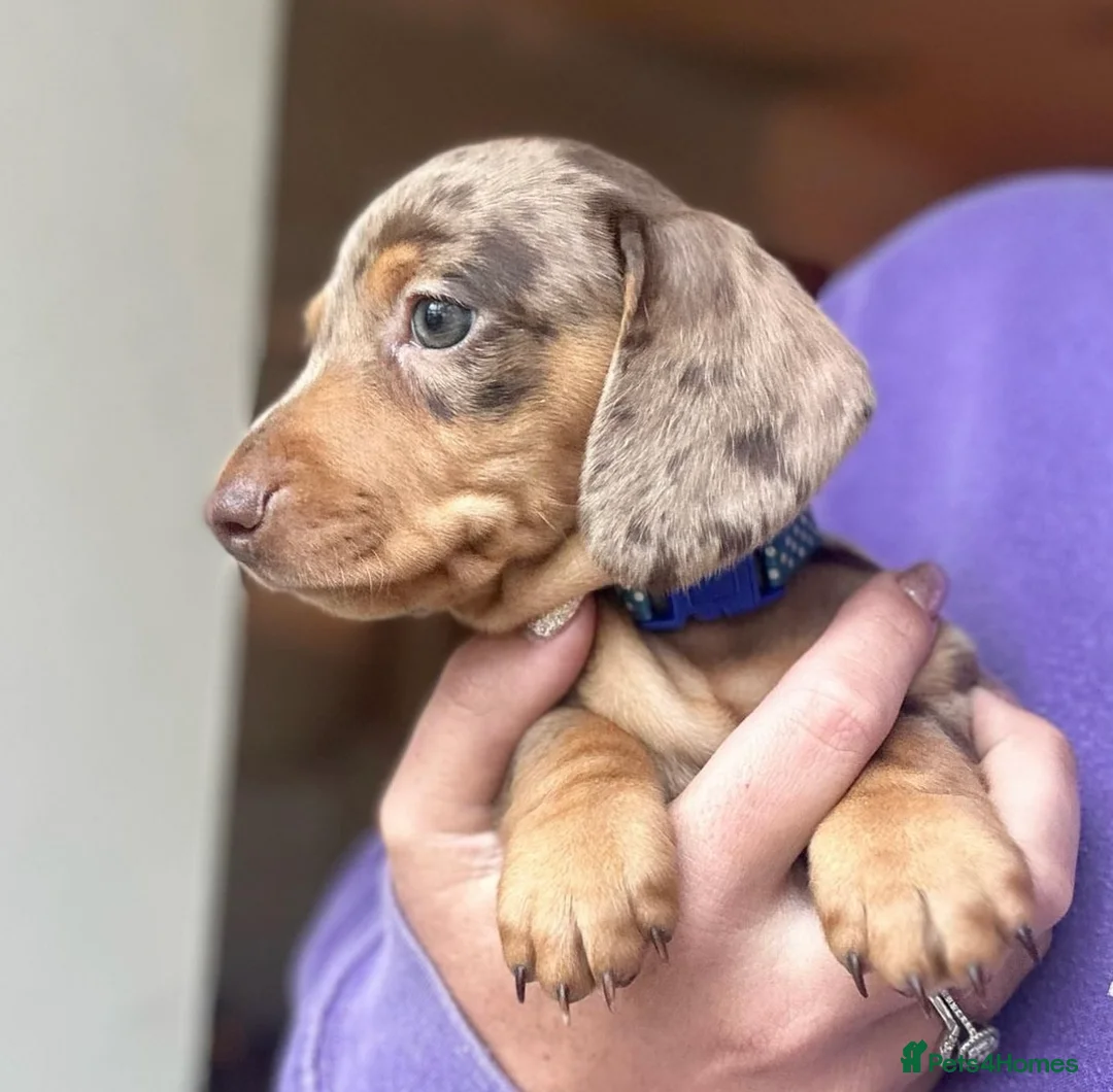 Miniature Dachshund dogs for stud: SLICE - Super Chocolate Dapple Miniature Stud in Dalry - Advert 28