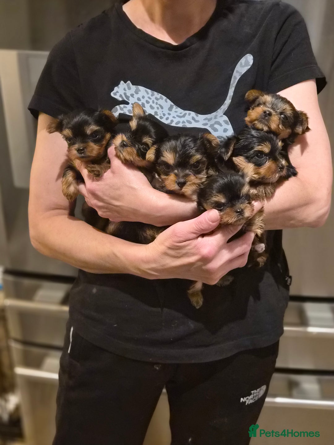 Yorkshire Terrier dogs for sale: 💝Beautiful Miniature Babies from 250g💝 - Image 22