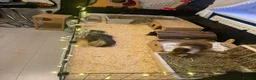 Guinea Pig rodents for sale: Two male guinea pigs with full set up and extras - Advert 3