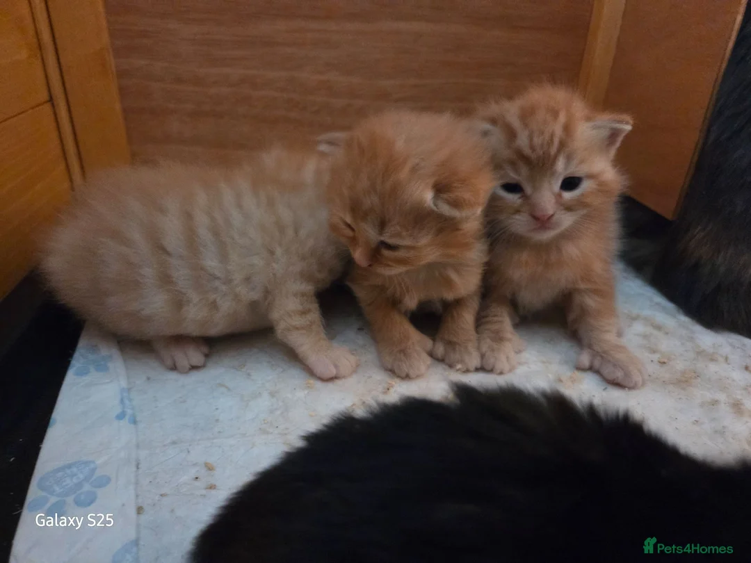 Mixed Breed cats for sale: 3 ginger kittens - Advert 2