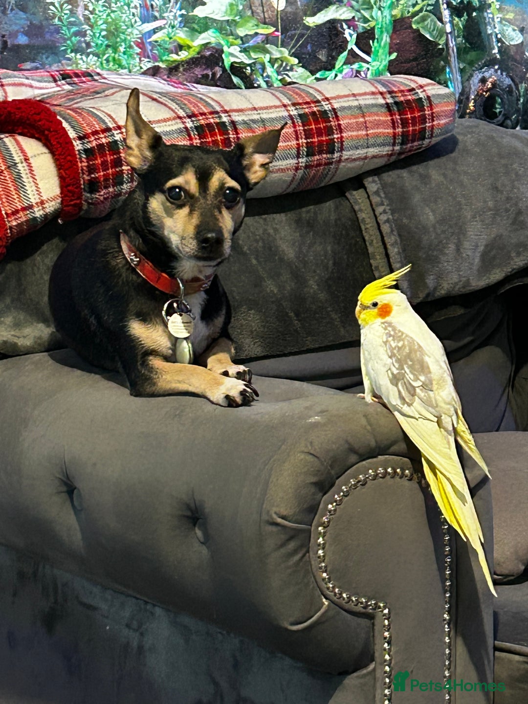 Mixed Breed dogs for sale: Beautiful Jack Russel x Chihuahua for sale - Advert 2