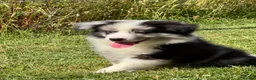 Border Collie dogs for sale: Stunning KC Registered Border Collie Puppies  - Advert 11
