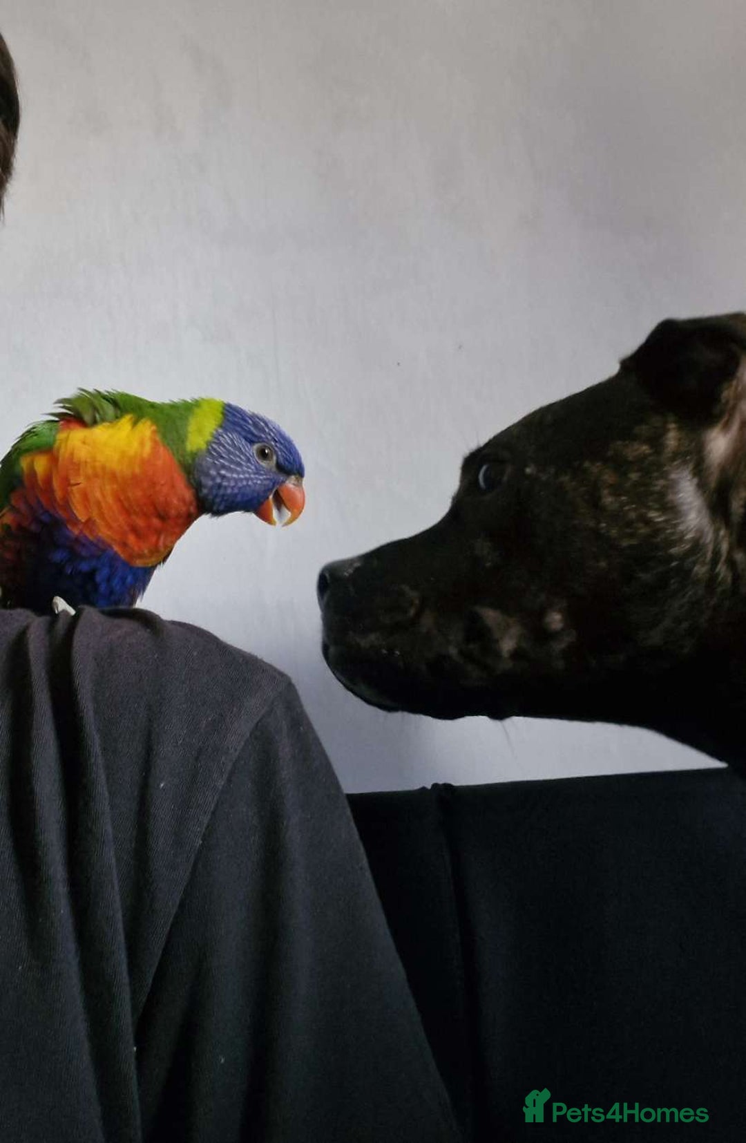 Lorikeets birds for sale: Rainbow lorikeet for sale - Advert 1