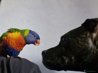 Lorikeets birds Rainbow lorikeet for sale - Advert 1