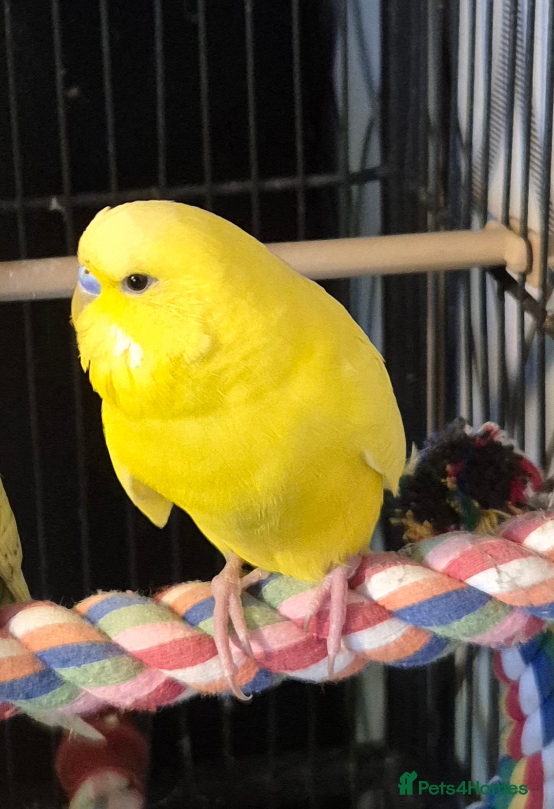 Budgerigars birds for sale: Budgies  - Image 9