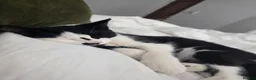 Domestic Shorthair cats for sale: Gorgeous black and white kitten called Jet - Advert 17