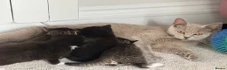 Mixed Breed cats for sale: Adorable British Shorthair Mix Kittens 🐾 in Basildon - Advert 5