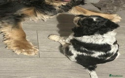Cockapoo dogs for sale: 5 beautiful cockapoo's - Image 7