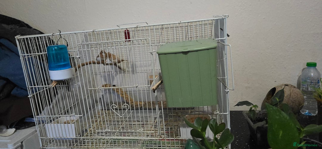 Finches birds for sale: Bengalese finches  - Image 4