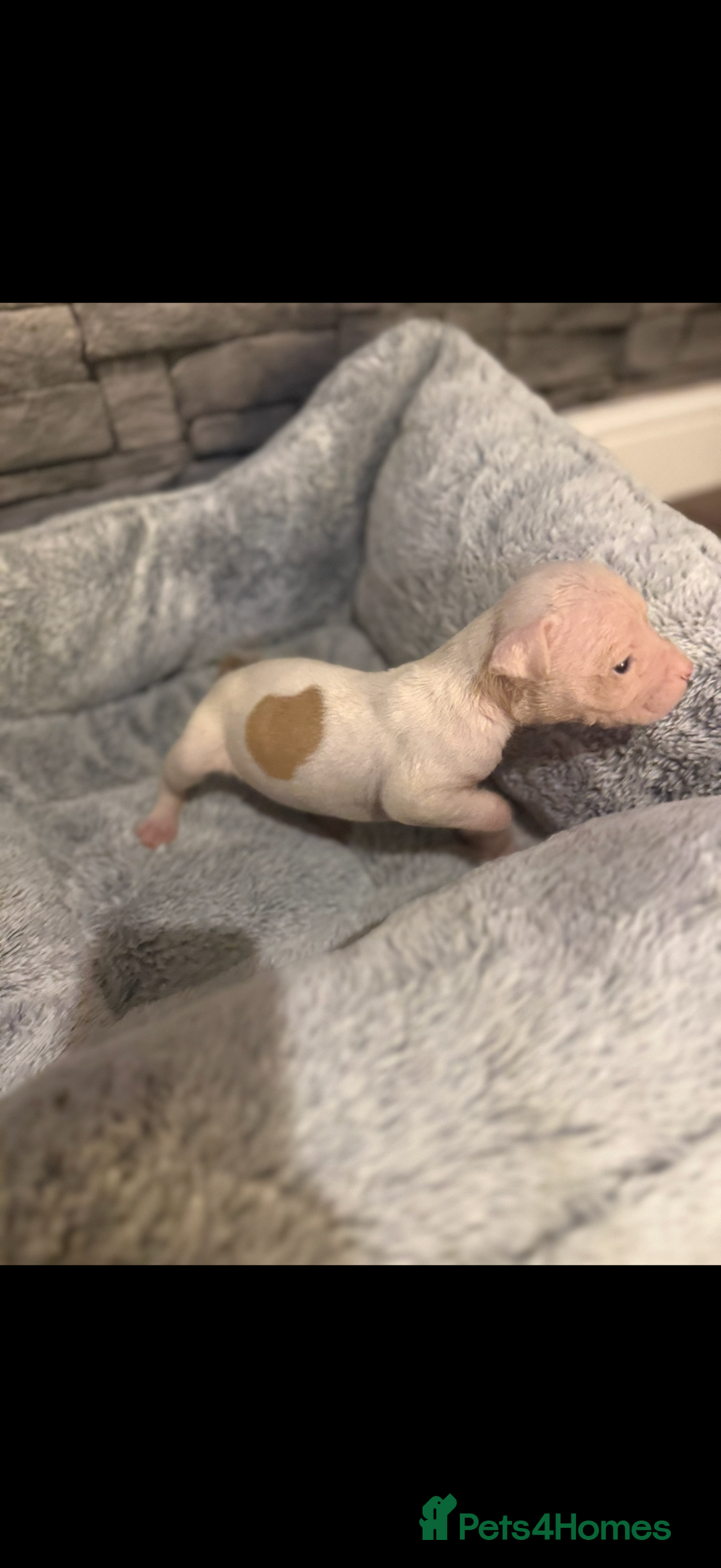 American Bulldog dogs for sale: American bulldog - Image 7