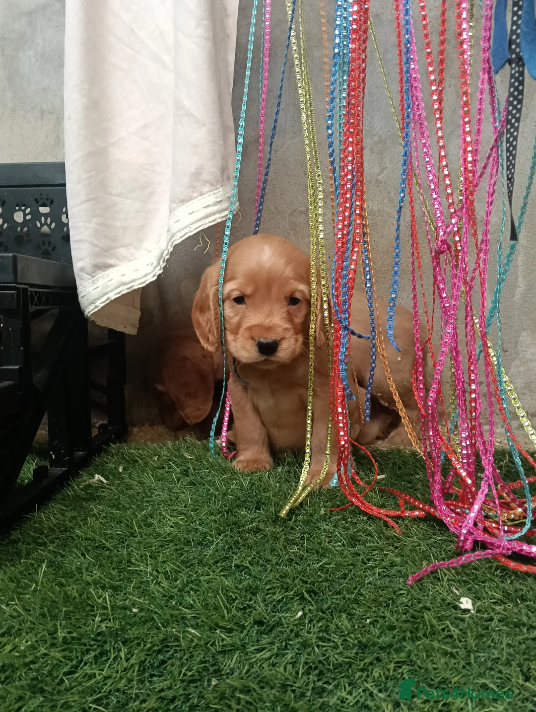 Cocker Spaniel dogs for sale: Quality Golden Show Type Cocker Spaniel puppies - Advert 8