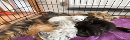 Mixed Breed cats for sale: Kittens for sale and ready for their forever home  - Advert 7