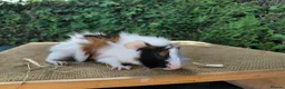 Guinea Pig rodents for sale: Baby guinea-pigs  - Advert 2