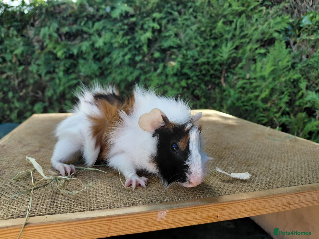 Guinea Pig rodents for sale: Baby guinea-pigs  - Advert 2