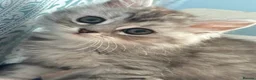 Scottish Fold cats for sale: Absolutely stunning Scottish straight kittens  - Advert 12