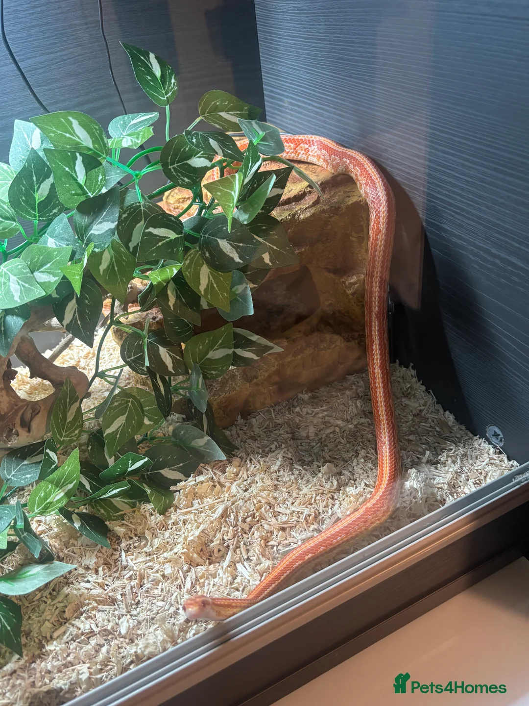 Corn Snake reptiles for sale: Juvenile Amel Tessera Corn Snake - Advert 10