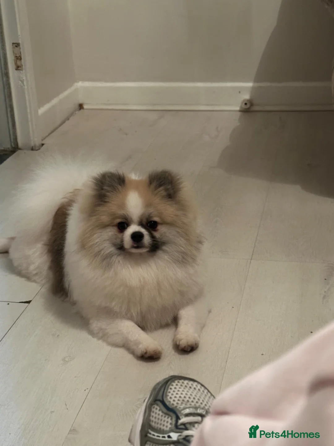Pomeranian dogs for stud: Pomeranian stud available (NOT FOR SALE) - Advert 7