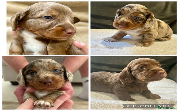 Miniature Dachshund dogs - Advert 7