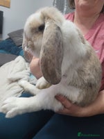 French Lop rabbits Pure Bred French Lop babies - Advert 3