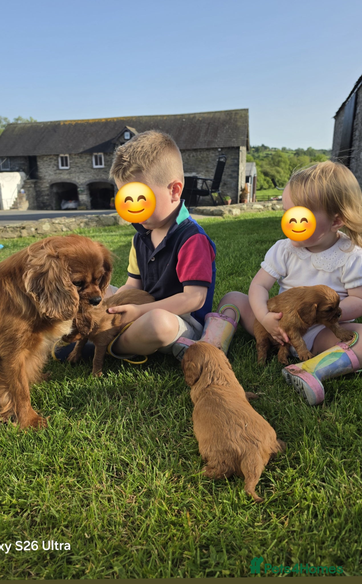 Cavalier King Charles Spaniel dogs 2 handsome boys left - Advert 1