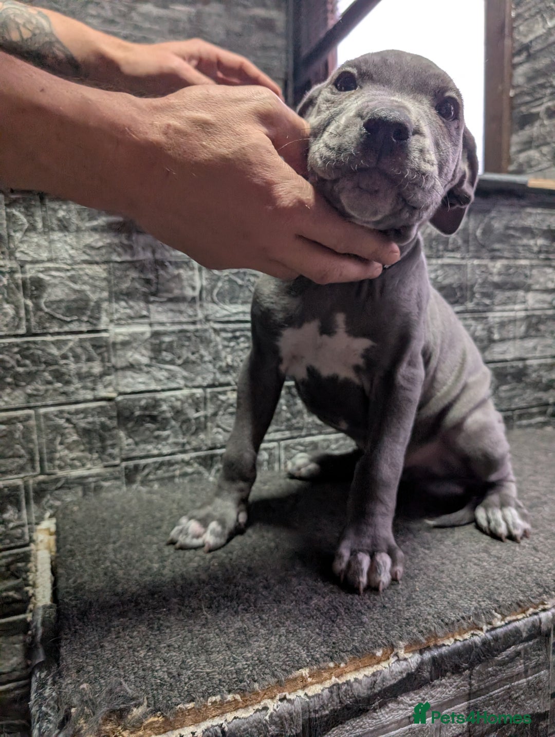 Cane Corso dogs for sale: Cane corso puppies  - Advert 18