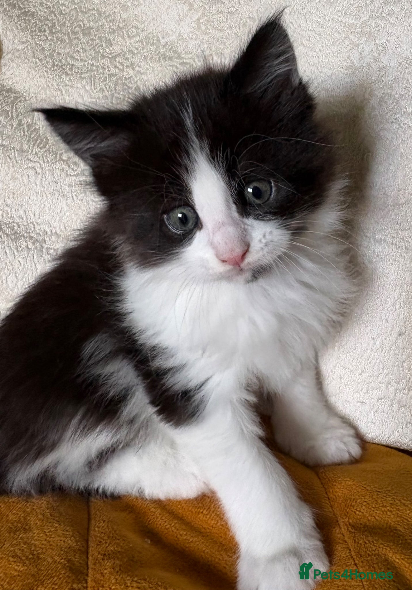 Maine Coon cats Maine Coon Kittens TICA Reg Ready June - Advert 2