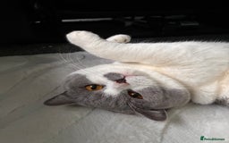 British Shorthair cats for sale: Sweet boy for rehoming - Image 1