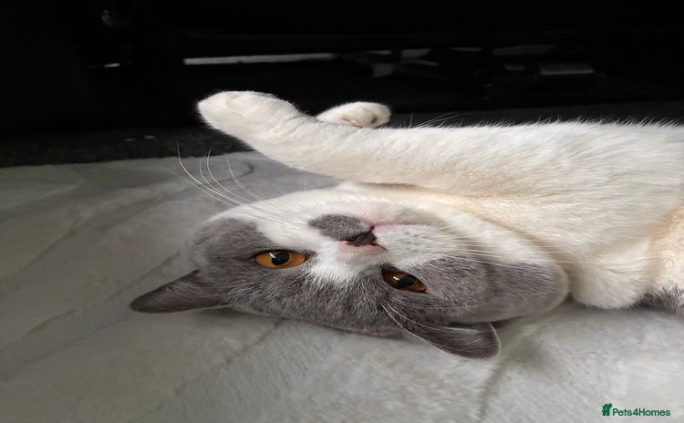 British Shorthair cats - Advert 2