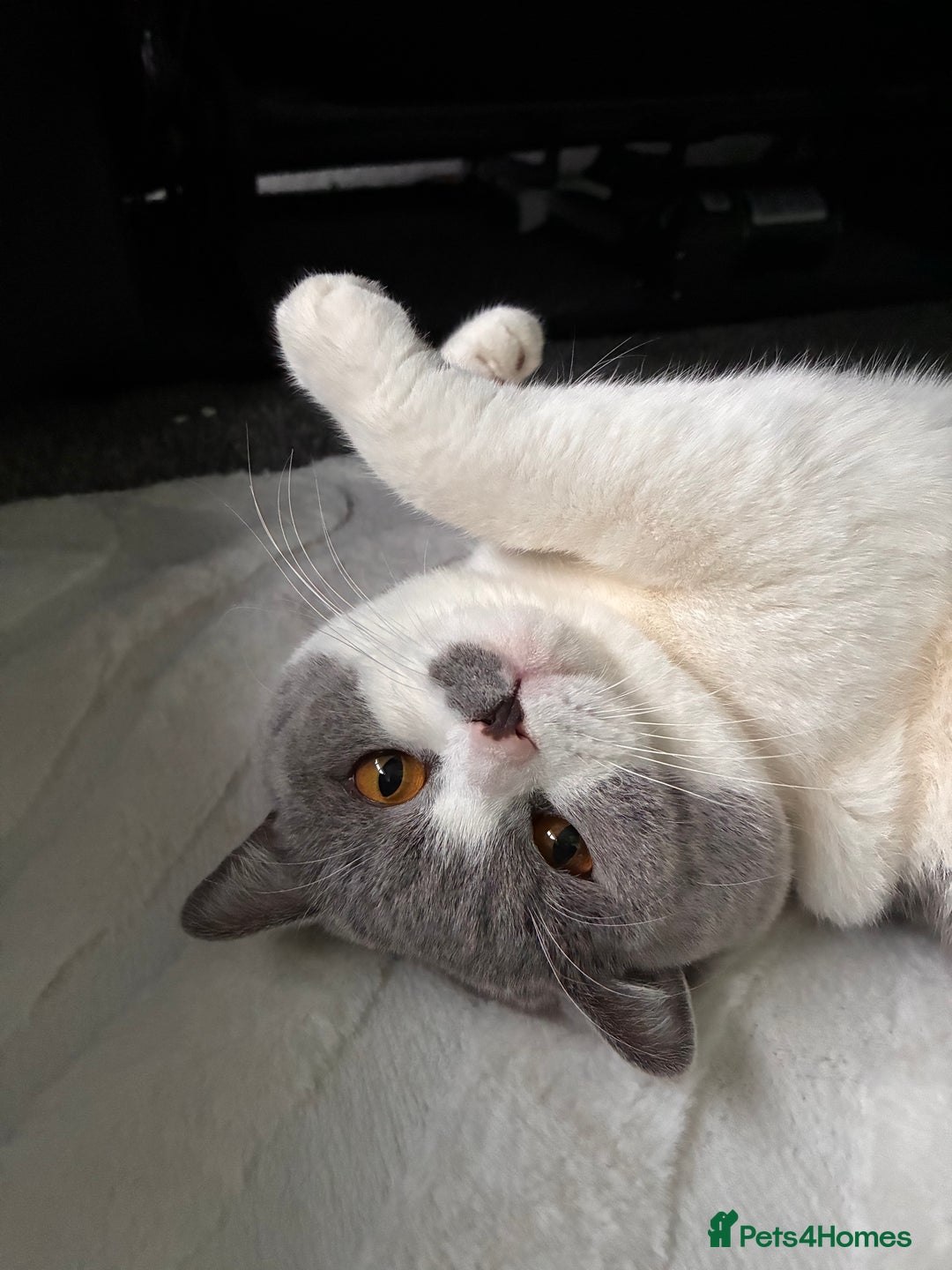 British Shorthair cats for sale: Sweet boy for rehoming - Image 1