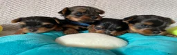 Yorkshire Terrier dogs for sale: Beautiful small Yorkshire Terrier Pedigree  in Peterborough - Advert 2