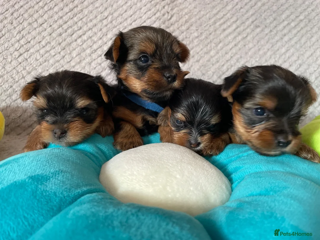 Yorkshire Terrier dogs for sale: Beautiful small Yorkshire Terrier Pedigree  in Peterborough - Advert 2