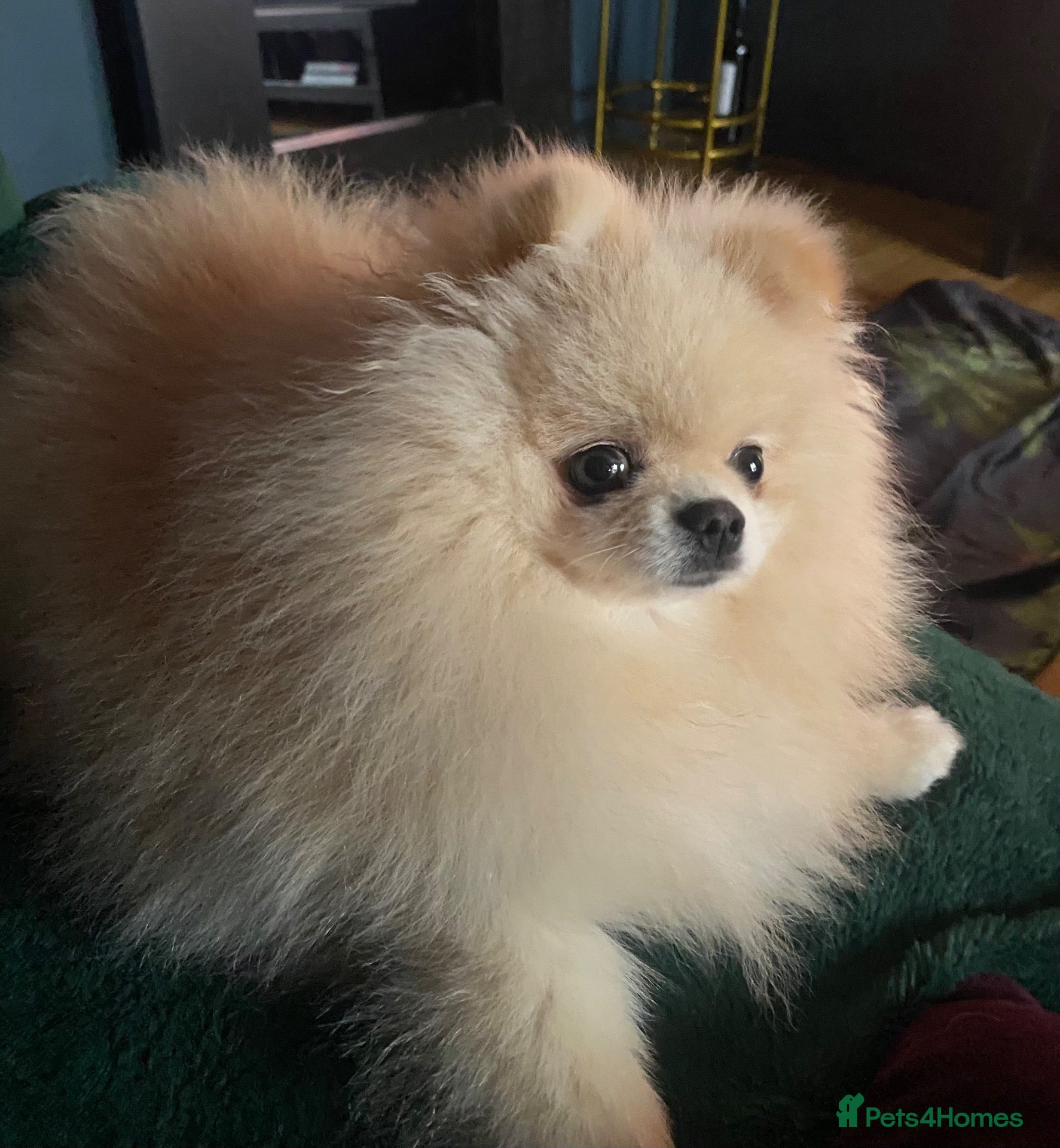 Pomeranian dogs For stud  - Advert 6
