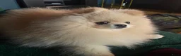 Pomeranian dogs for stud: For stud  in Ashbourne - Advert 1