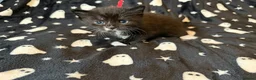 Mixed Breed cats for sale: 10 Beautiful chunky kittens for sale 🐾🎃👻 - Advert 4