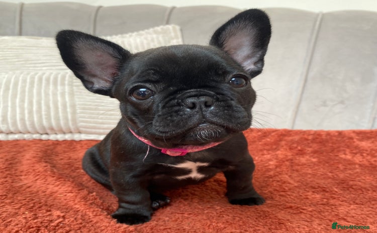 French Bulldog dogs - Advert 1