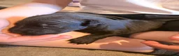 Patterjack dogs for sale: Patterjack Puppies  - Advert 12