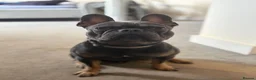 French Bulldog dogs for stud: Caesar  - Advert 7