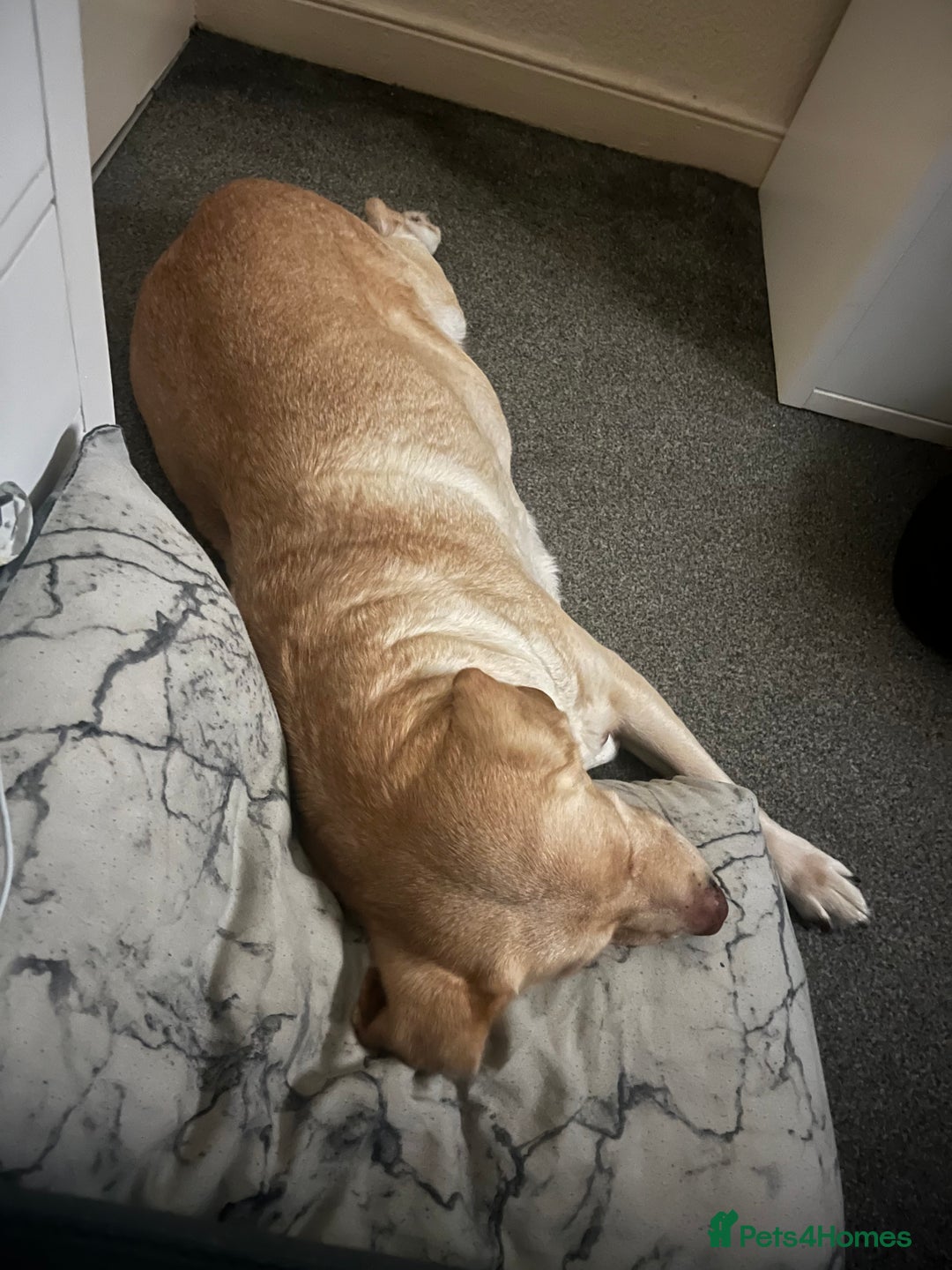 Labrador Retriever dogs for sale: 8 year old female lab - Image 4