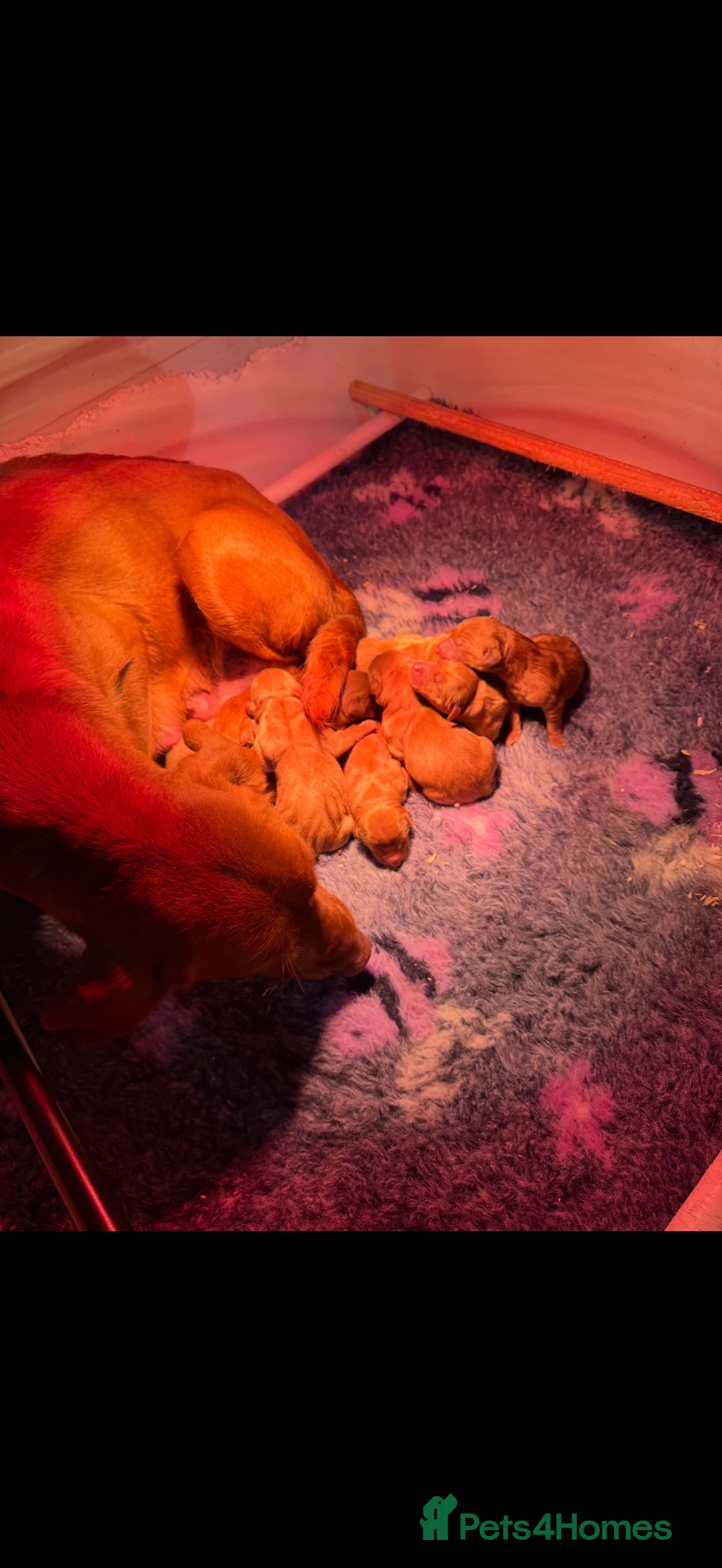 Goldador dogs for sale: Chunky dark red goldador puppies  - Advert 7