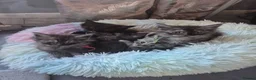 Maine Coon cats for sale: Amazing mainecoon kittens - Advert 11