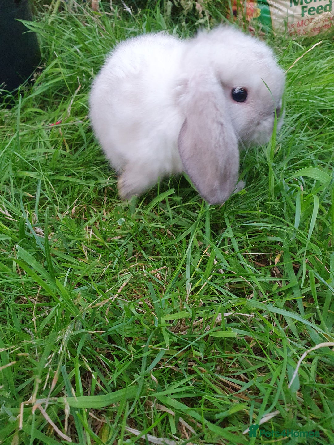 Mini Lop rabbits for sale: Friendly baby mini lops - vacc with Yurvac RHD2 - Image 3