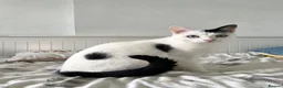 Domestic Shorthair cats for sale: 2 Bonded Brothers looking for a new home - Advert 8