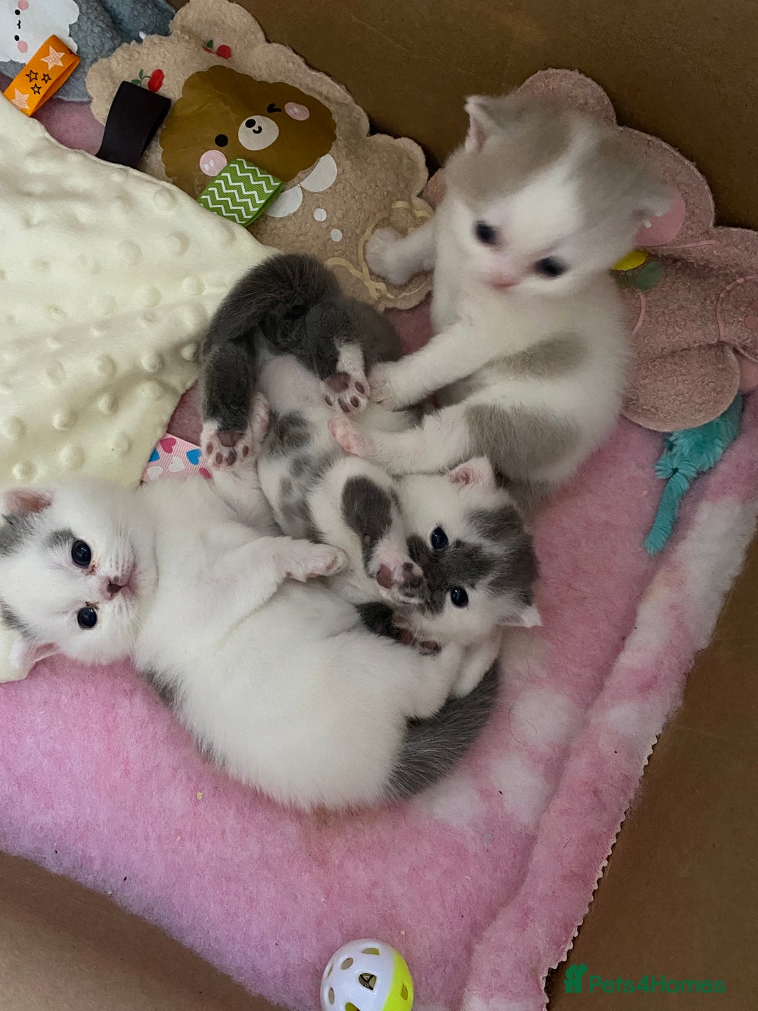 British Shorthair cats for sale: Beautiful kittens direct IGrCh, GrCh & Ch lines - Image 2