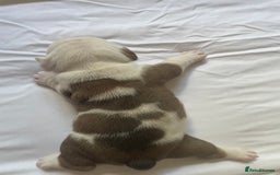 English Bulldog dogs for sale: 4 KC English Bulldog Puppies  - Image 20
