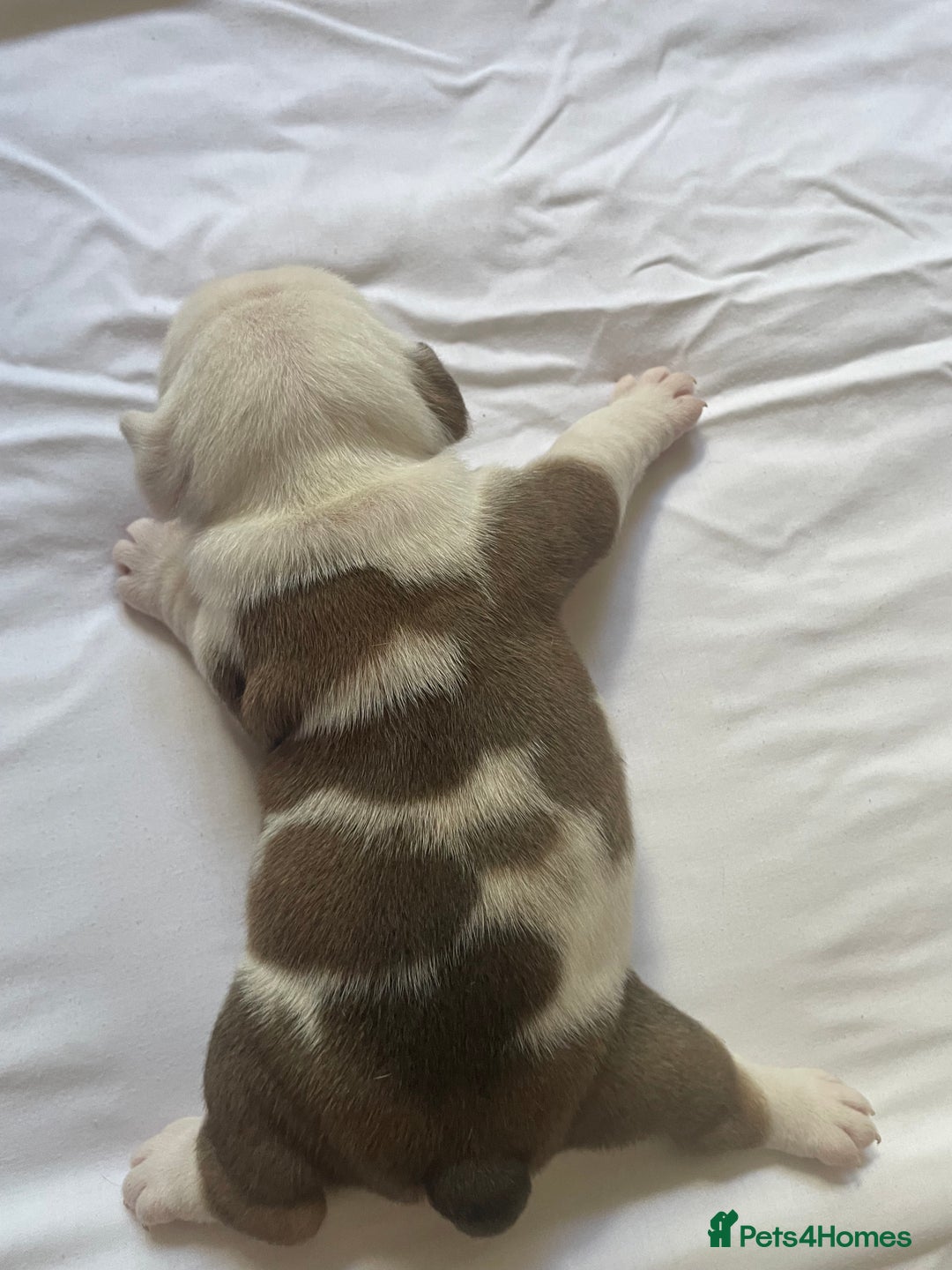English Bulldog dogs for sale: 4 KC English Bulldog Puppies  - Image 20