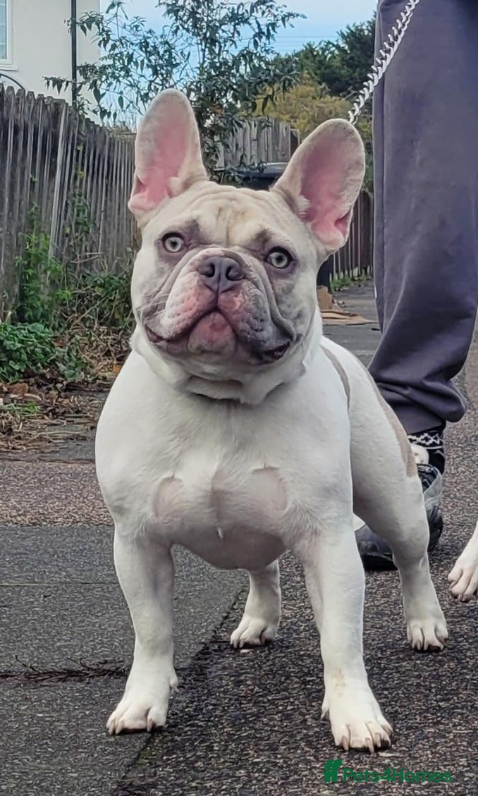 French Bulldog dogs Mr FIZZ 🫧 DWKC + NEBBR registered  - Advert 1